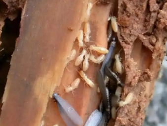 万柏林白蚁防治公司分享实木家居养护：远离白蚁侵蚀，延长家具使用寿命